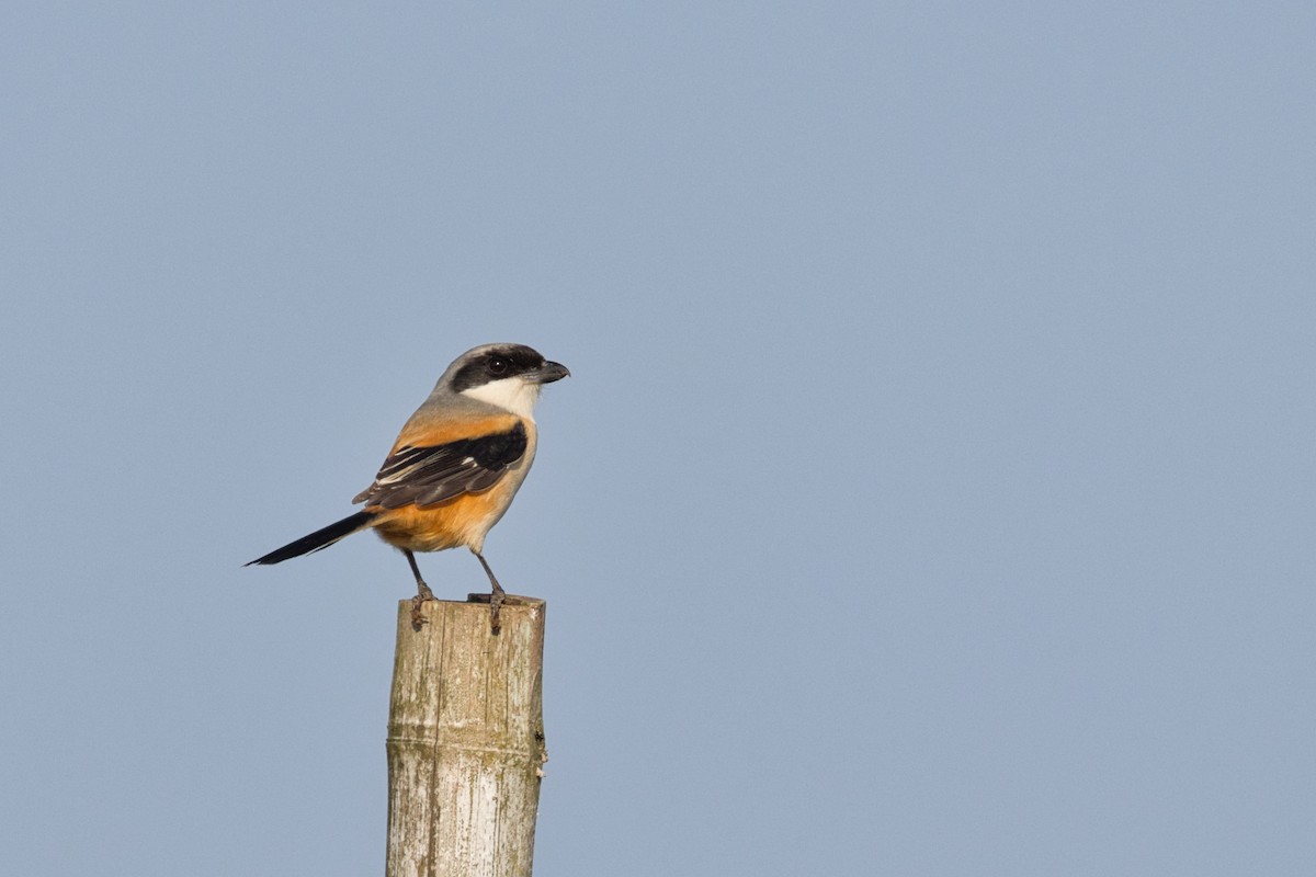 Long-tailed Shrike - ML647496078