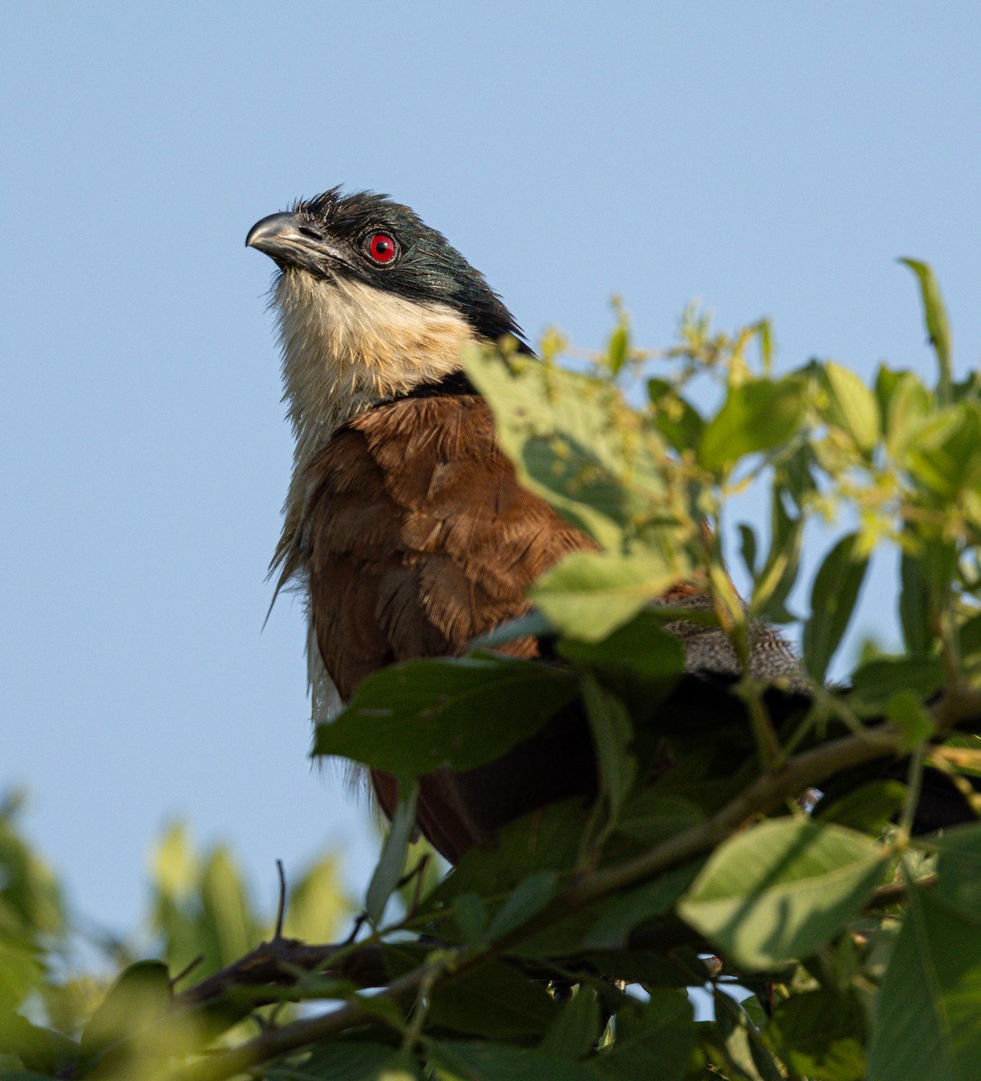 Burchell's Coucal - ML647496079