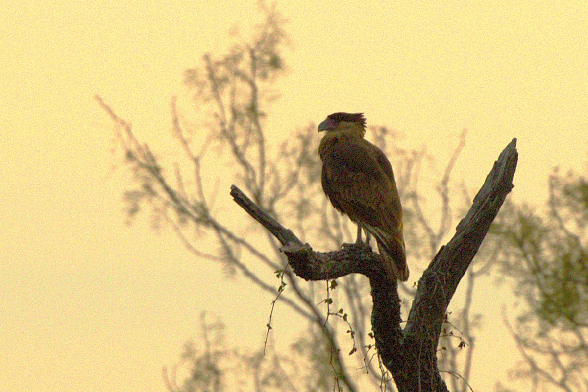 Crested Caracara - ML647496080