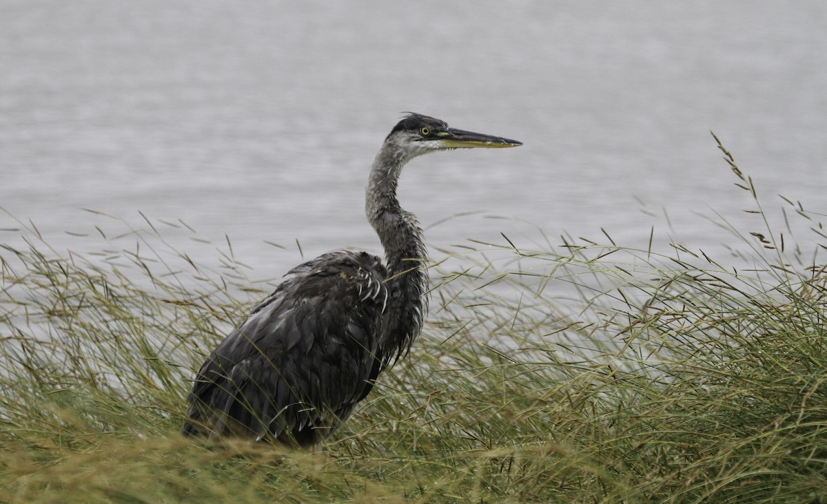 Great Blue Heron (Great Blue) - ML647496081