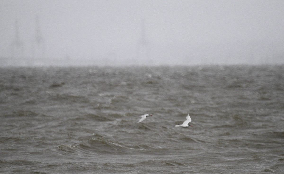 Caspian Tern - ML647496082