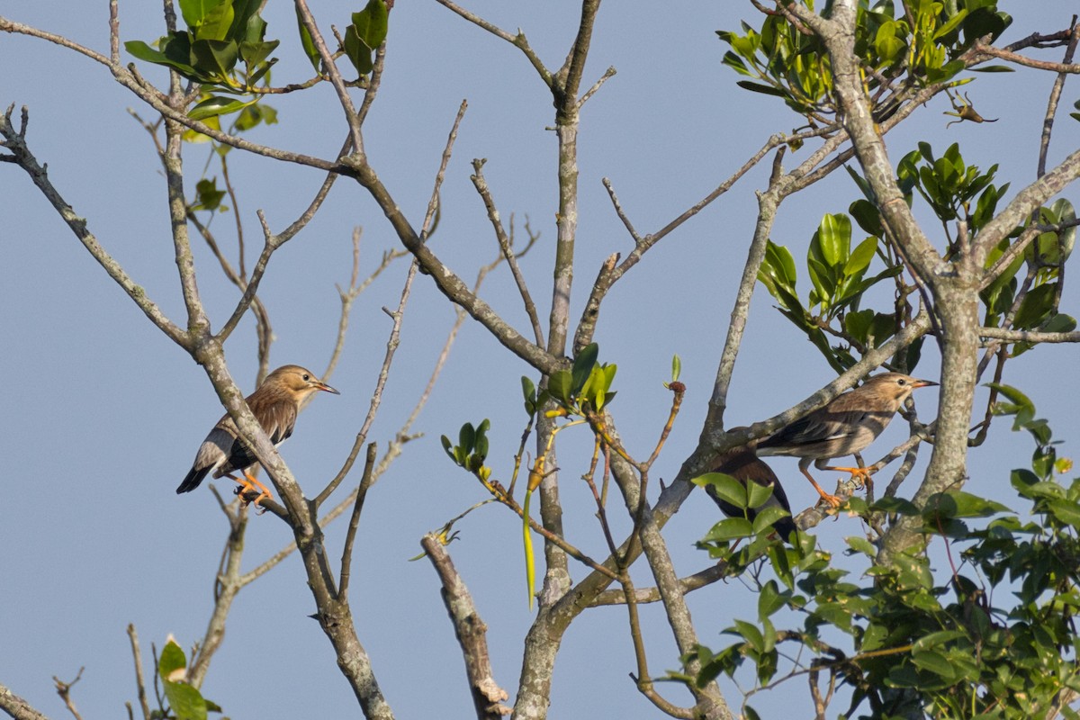 Red-billed Starling - ML647496083