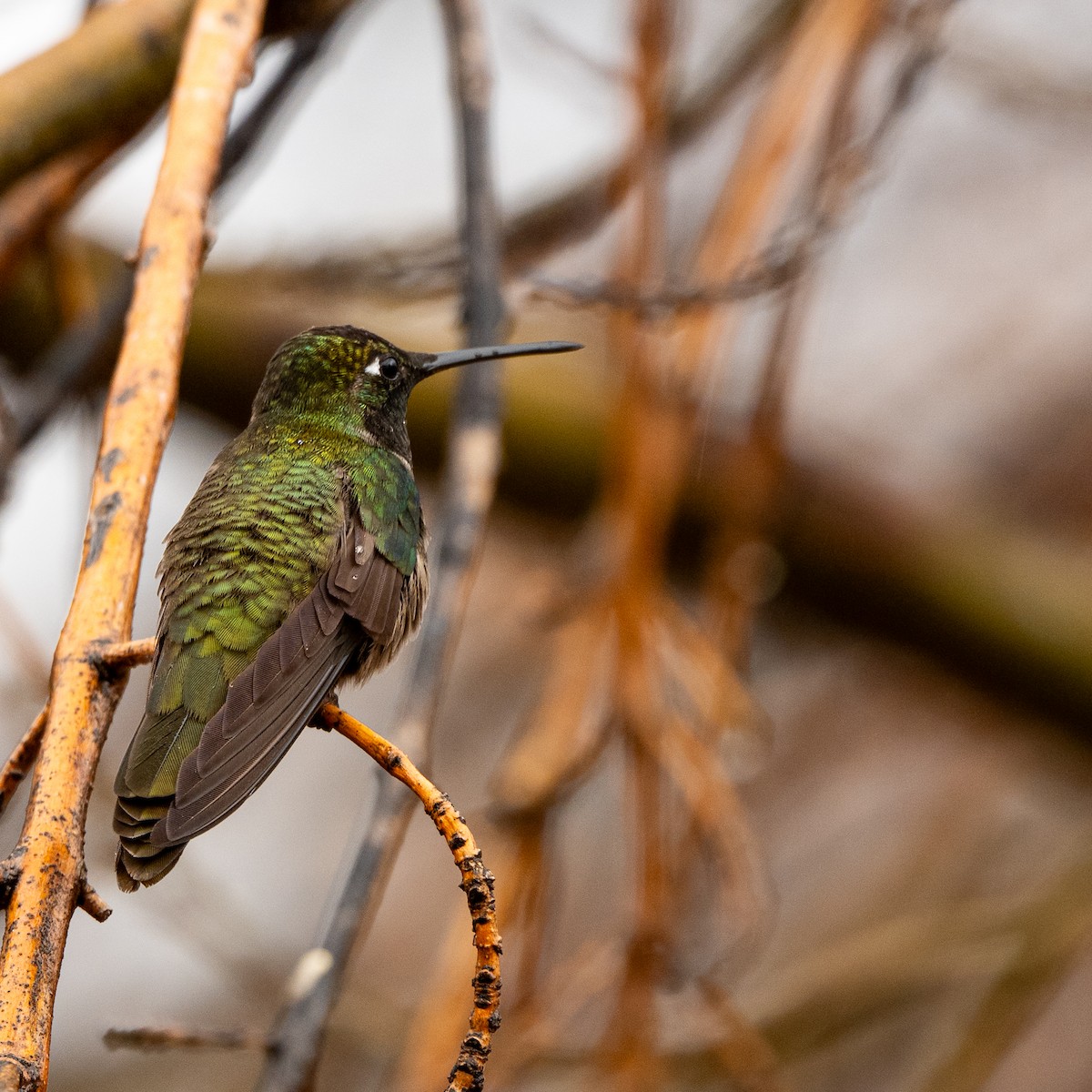 Rivoli's Hummingbird - ML647496084