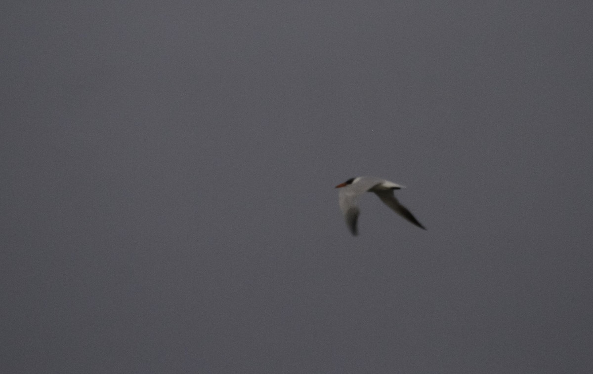 Caspian Tern - ML647496085