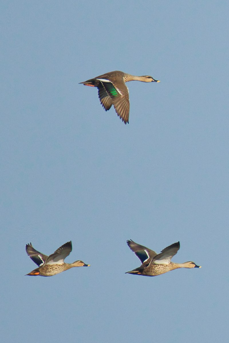 Indian Spot-billed Duck - ML647496086