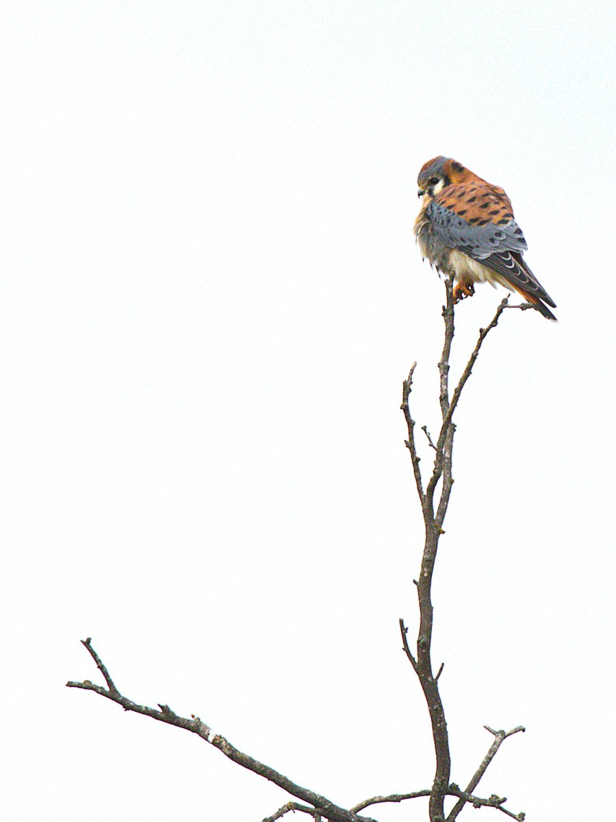 American Kestrel - ML647496087