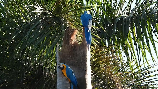 Blue-and-yellow Macaw - ML647496088
