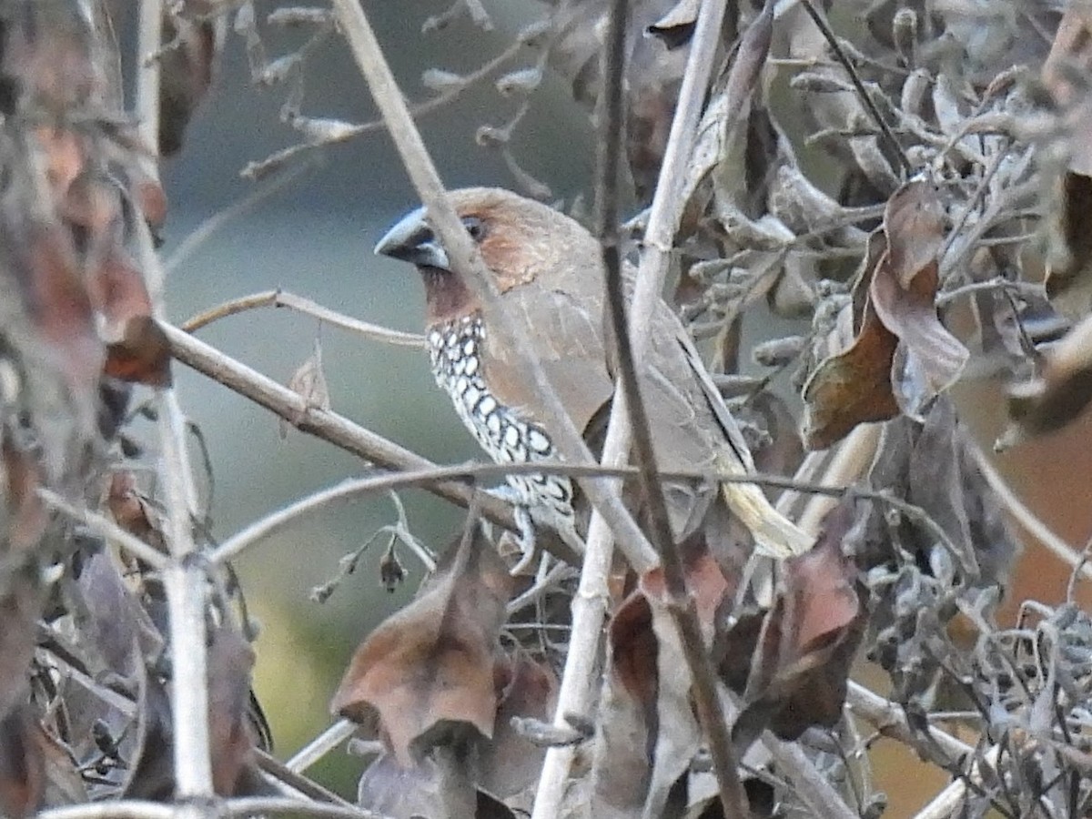 Scaly-breasted Munia - ML647496089