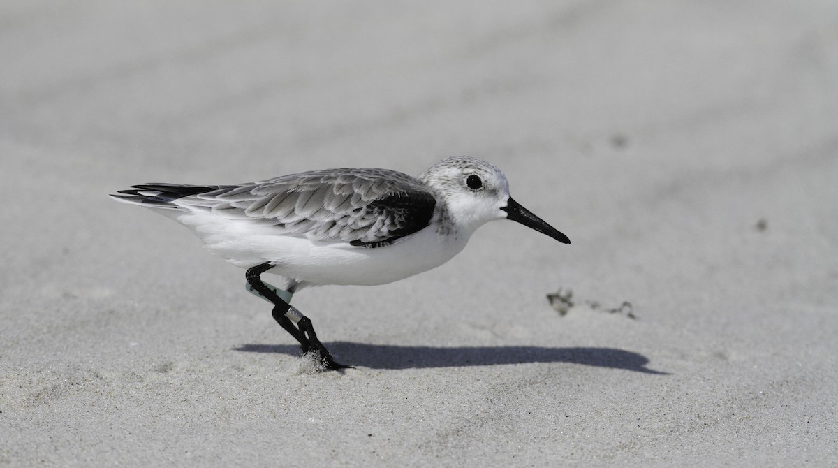 Sanderling - ML647496092