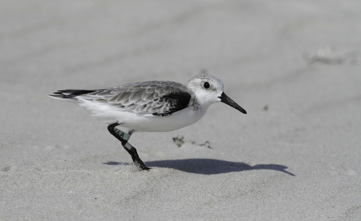 Sanderling - ML647496093