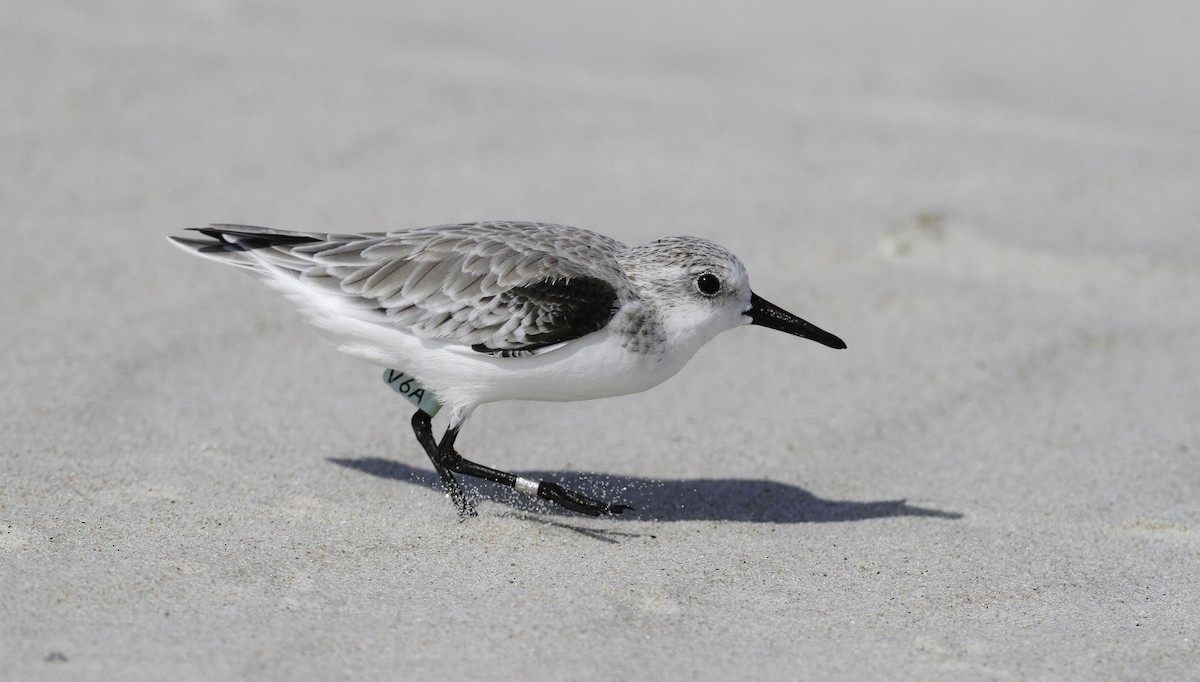 Sanderling - ML647496094
