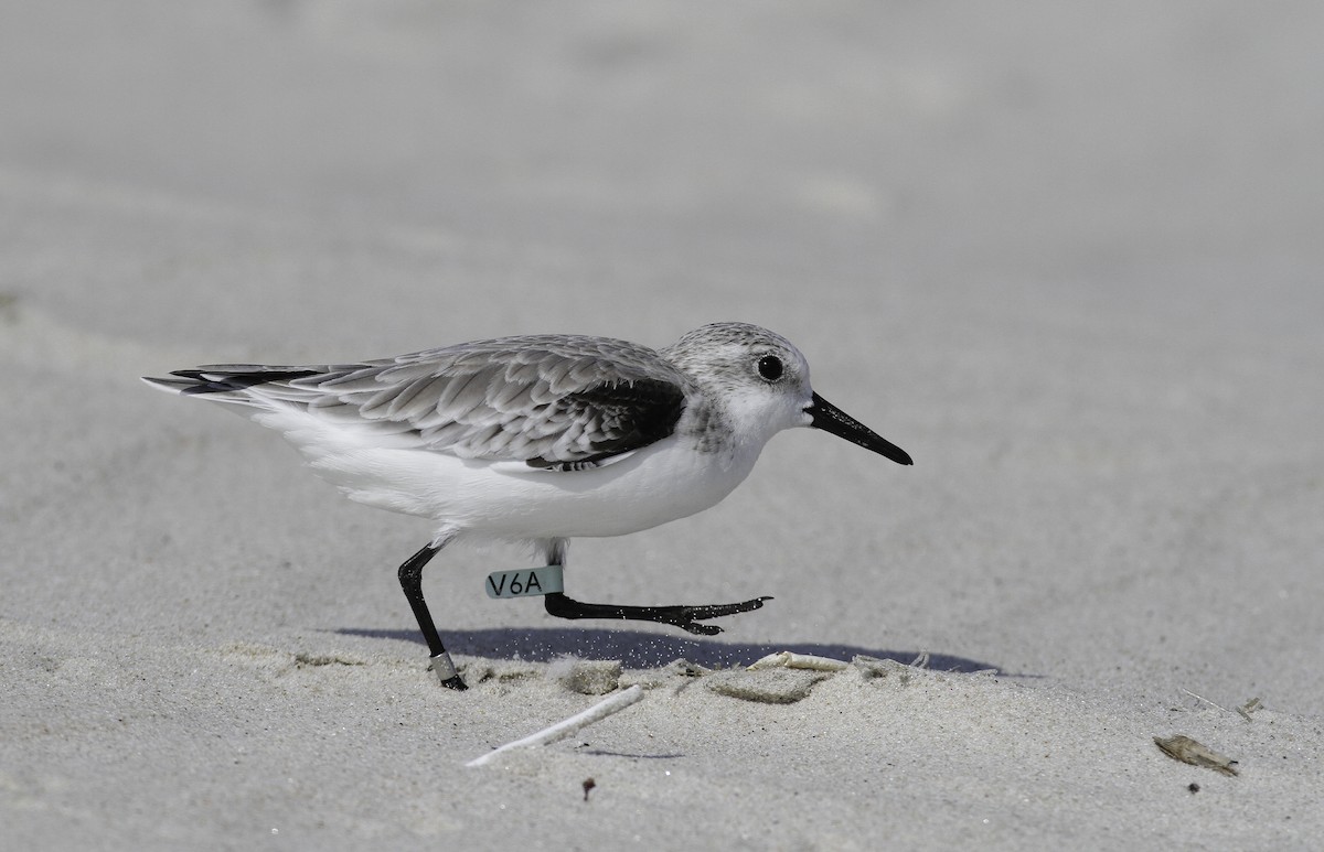 Sanderling - ML647496095