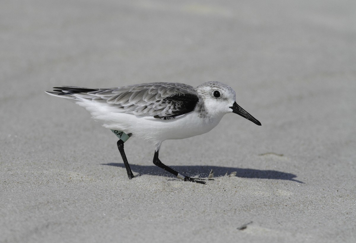 Sanderling - ML647496096