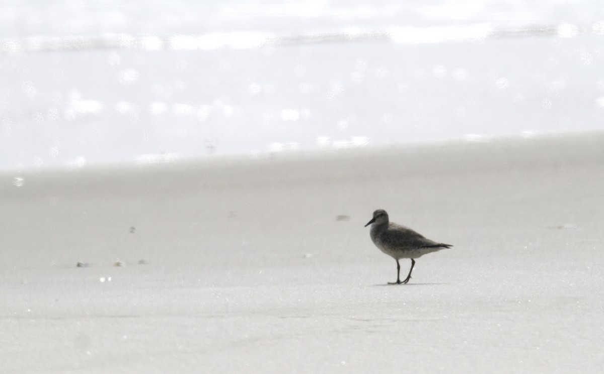 Red Knot - ML647496102