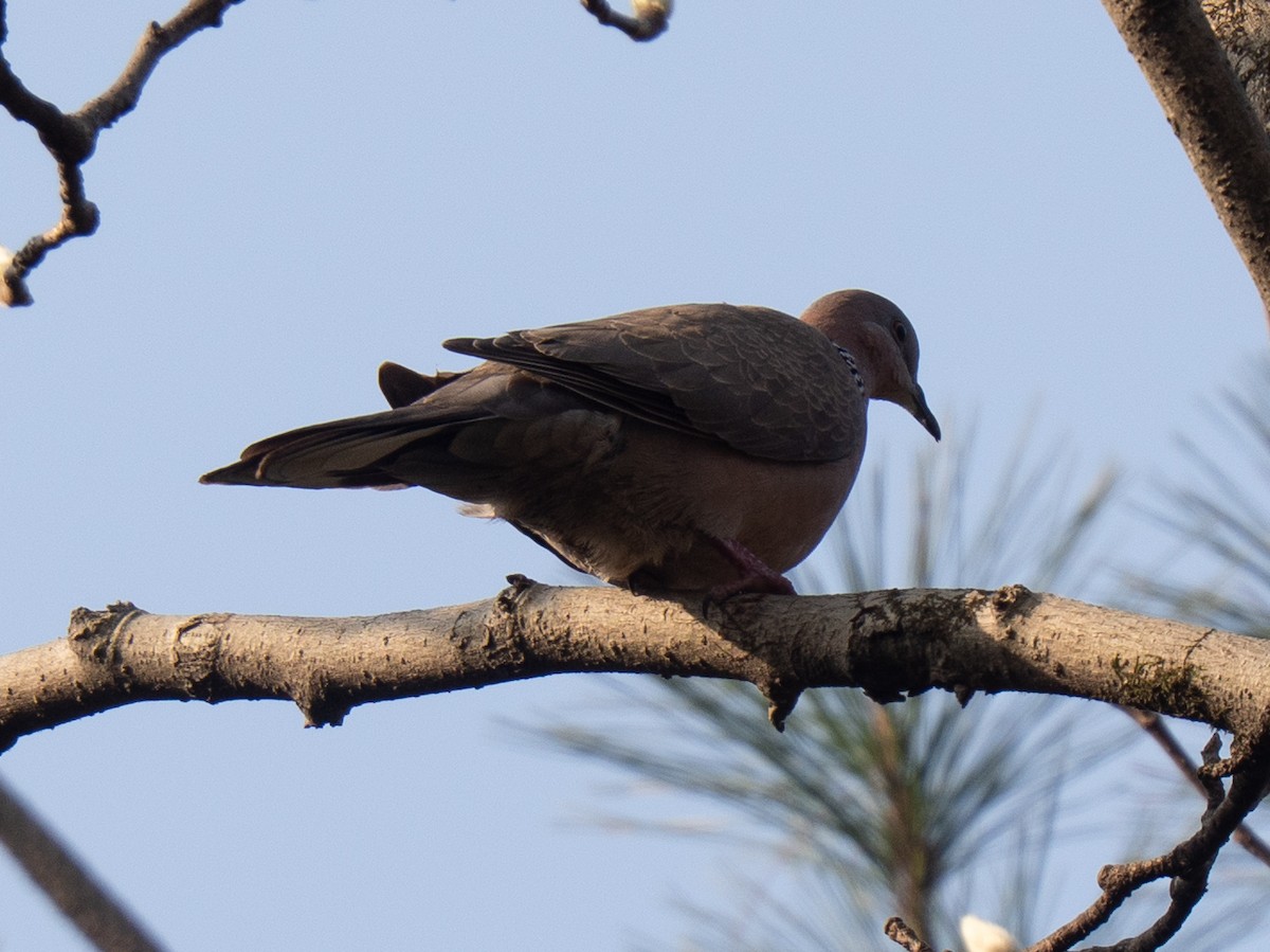 Spotted Dove - ML647496103