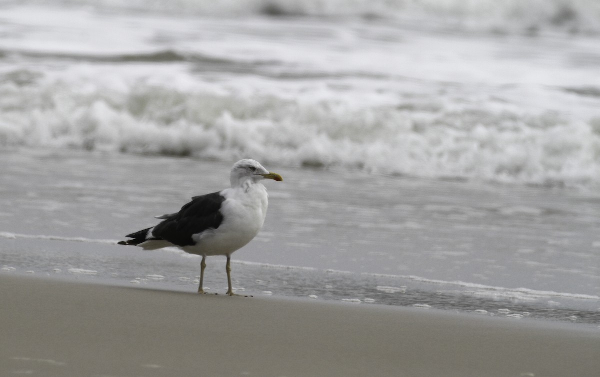Lesser Black-backed Gull - ML647496105
