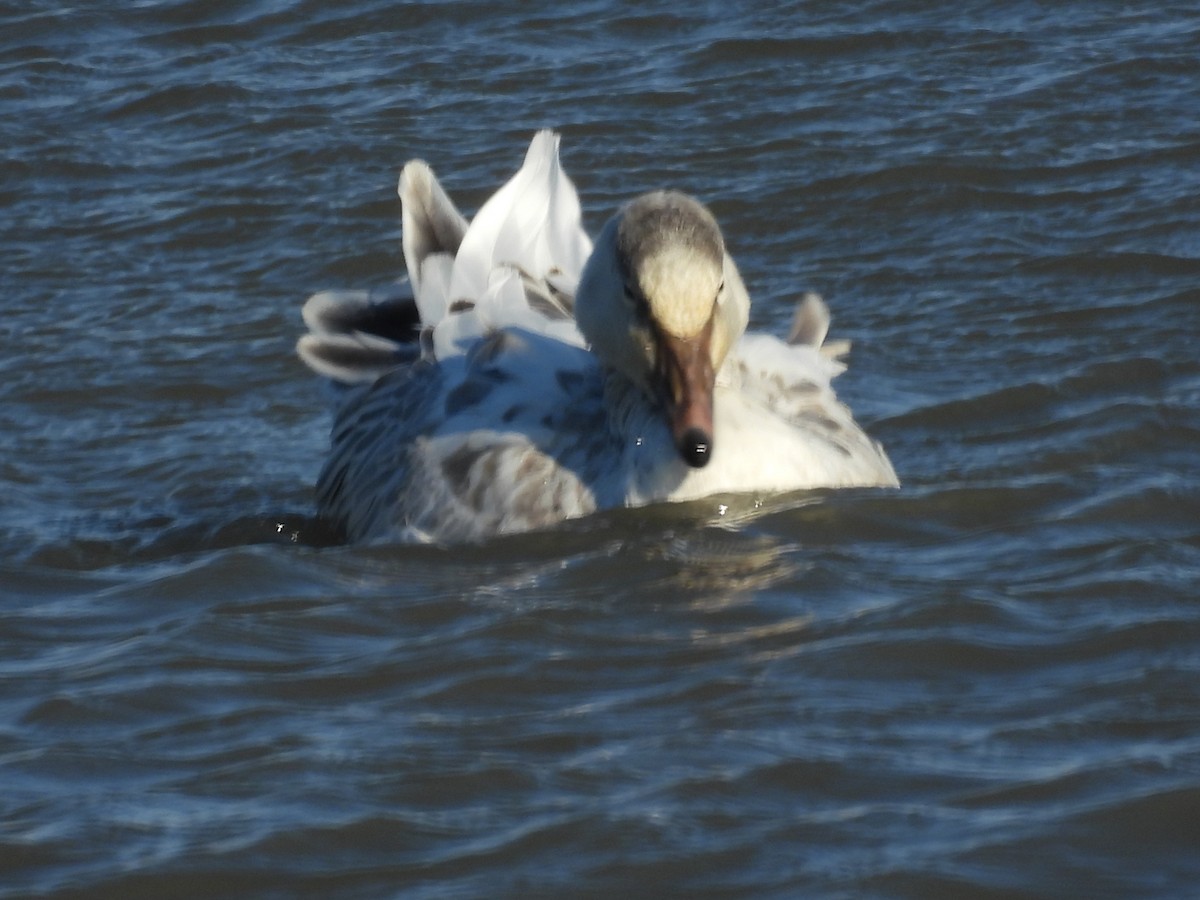 Snow Goose - ML647496106