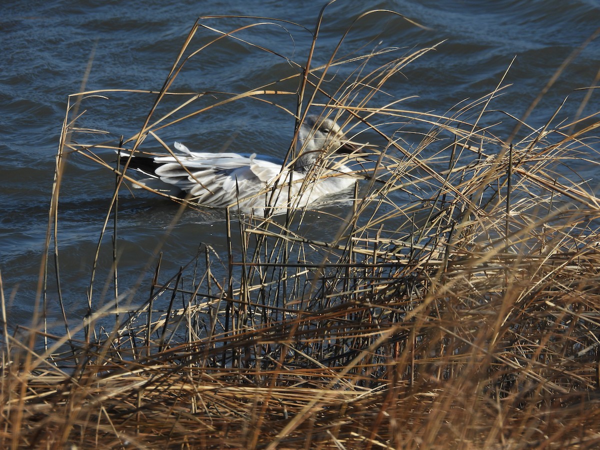 Snow Goose - ML647496107