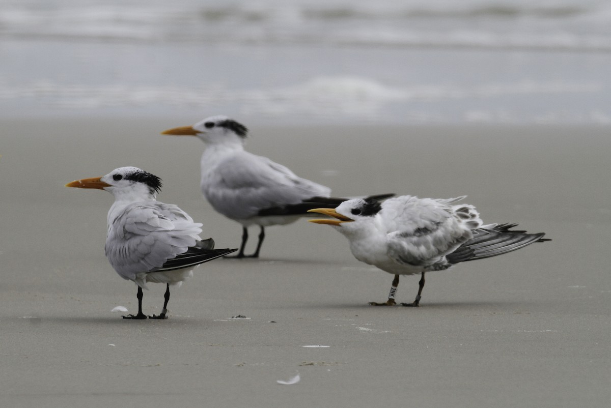 Royal Tern - ML647496109