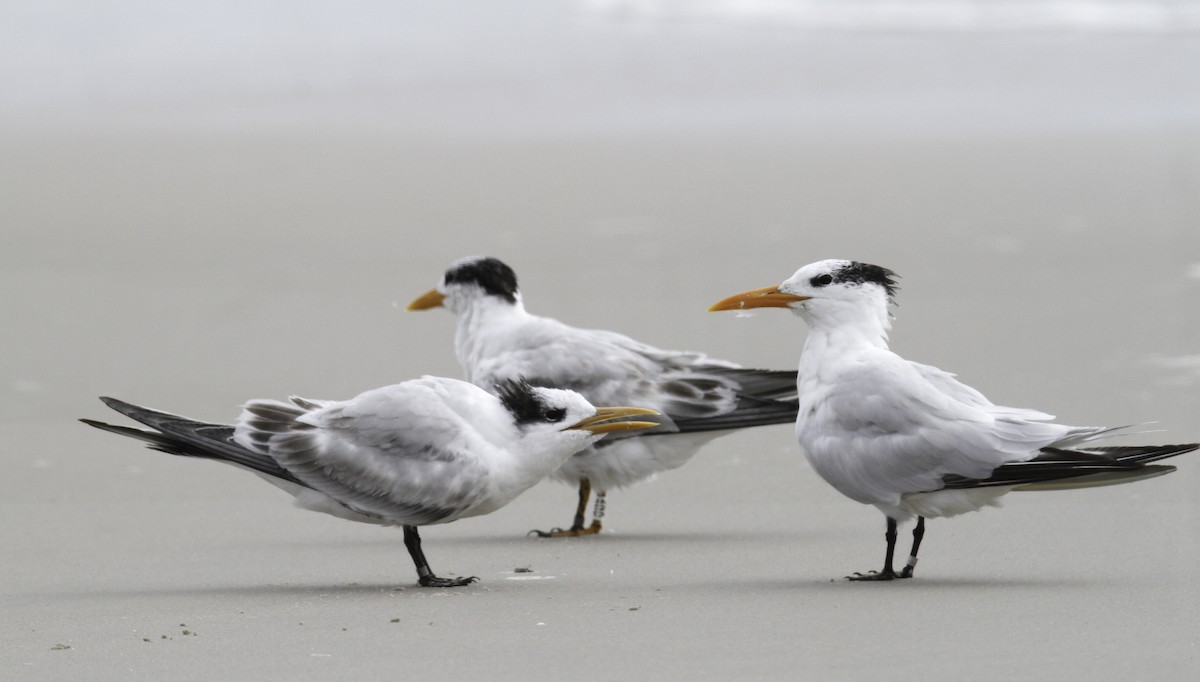 Royal Tern - ML647496110