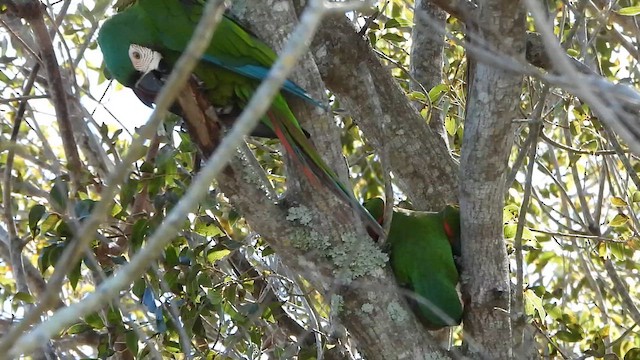 ara malý - ML647496113