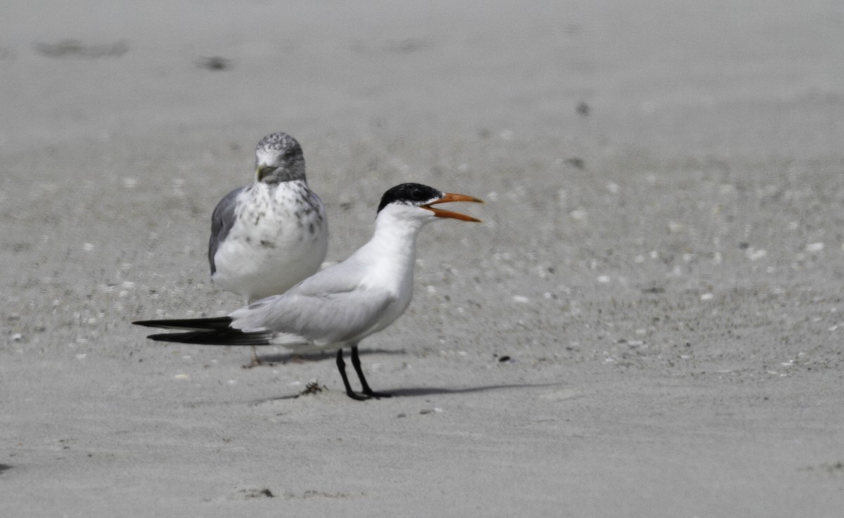Caspian Tern - ML647496115