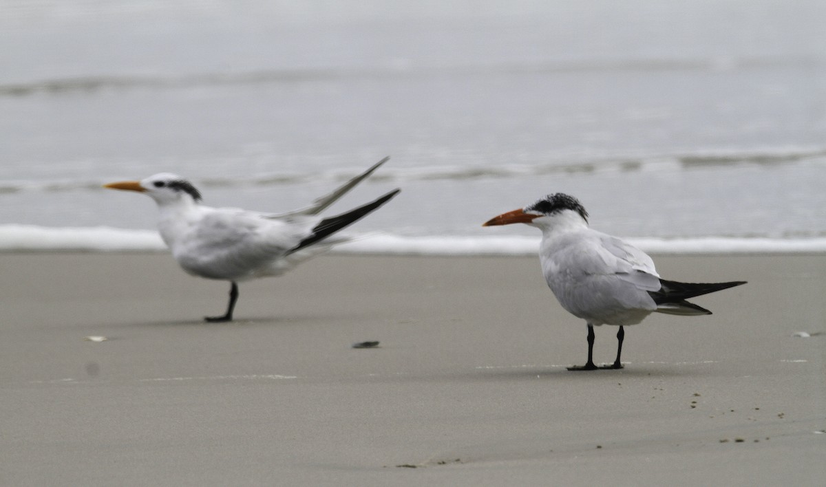 Caspian Tern - ML647496118