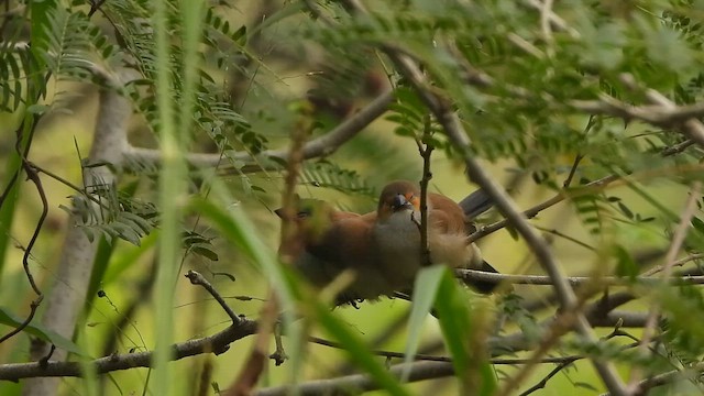 astrild oranžovolící - ML647496139