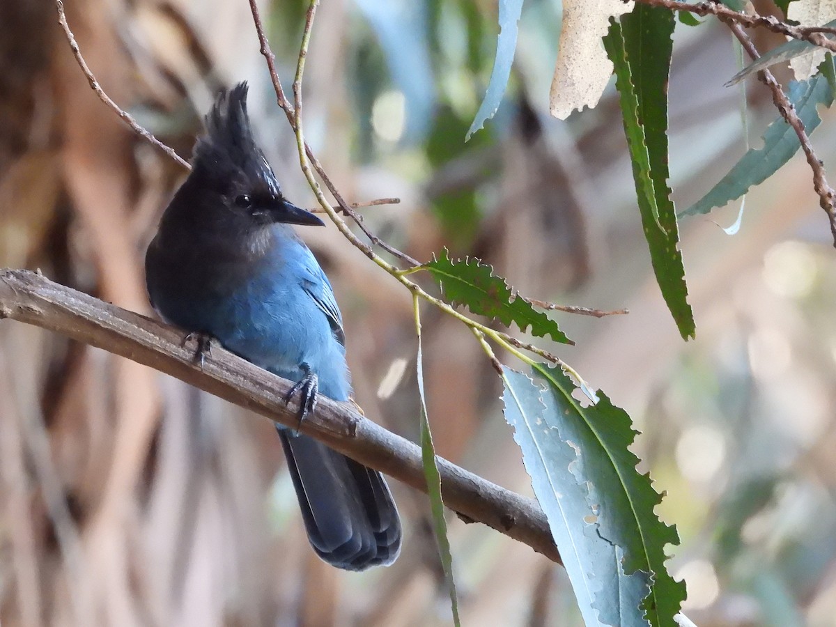 Steller's Jay - ML647496161