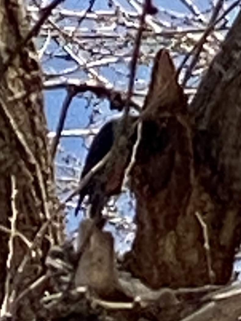 Lewis's Woodpecker - ML647496163