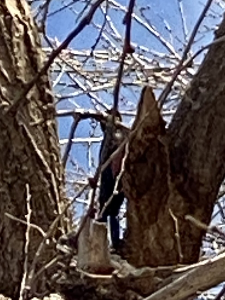 Lewis's Woodpecker - ML647496170