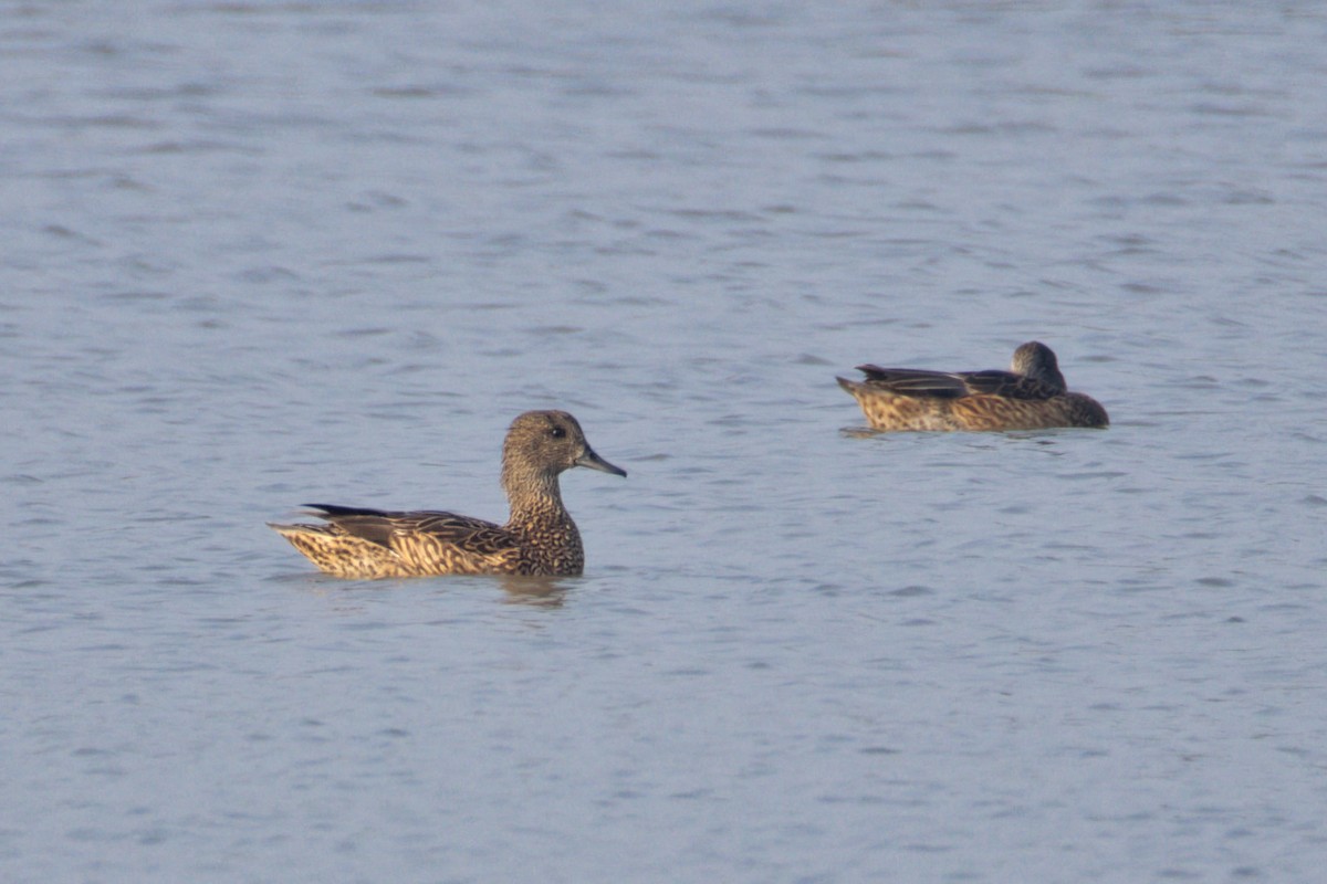 ヨシガモ - ML647496177