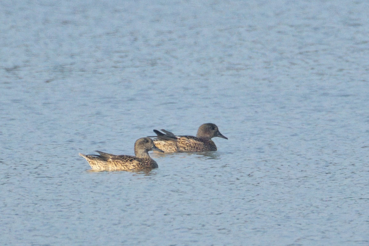 Falcated Duck - ML647496178