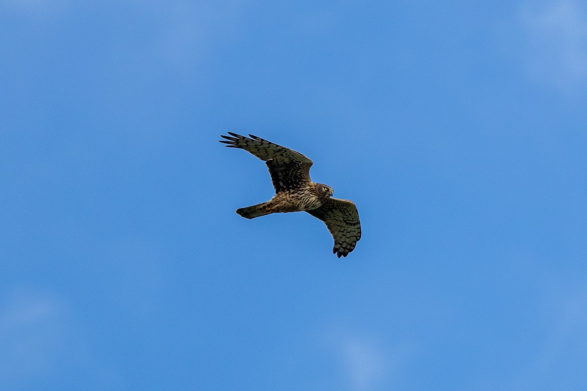 Northern Harrier - ML647496179