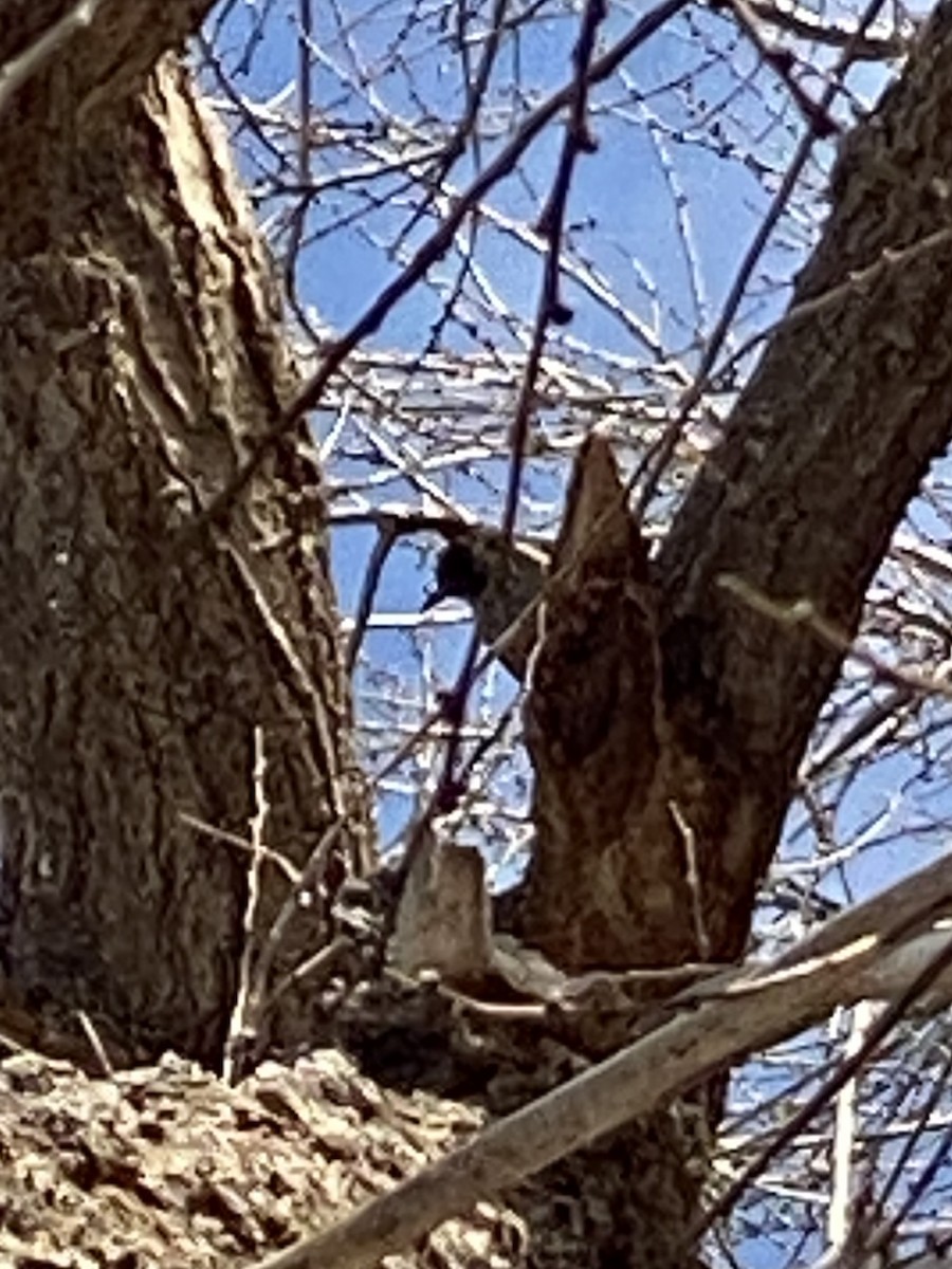 Lewis's Woodpecker - ML647496180