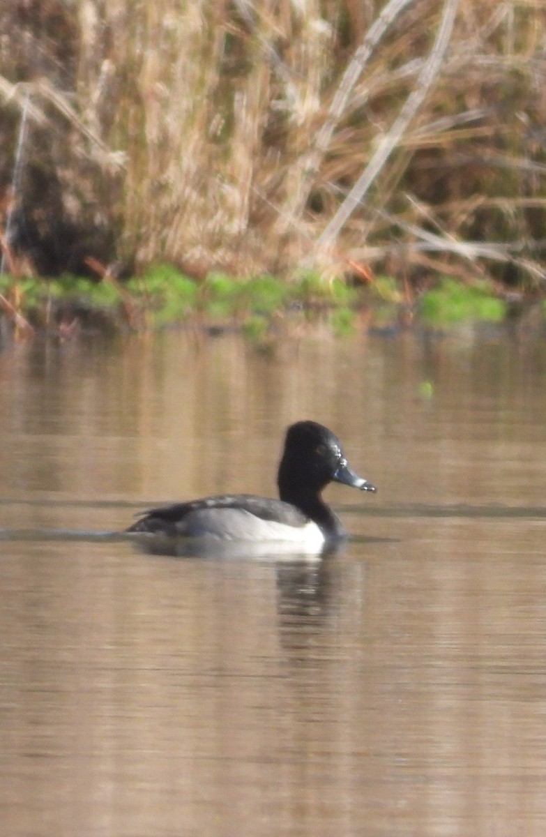 クビワキンクロ - ML647496182