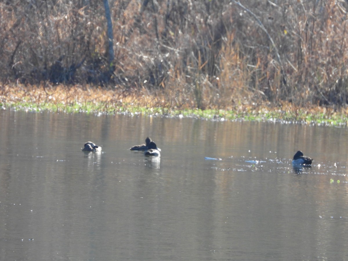 クビワキンクロ - ML647496183