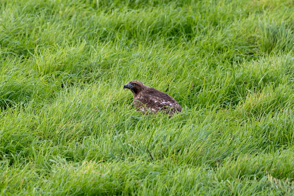 Red-tailed Hawk - ML647496184