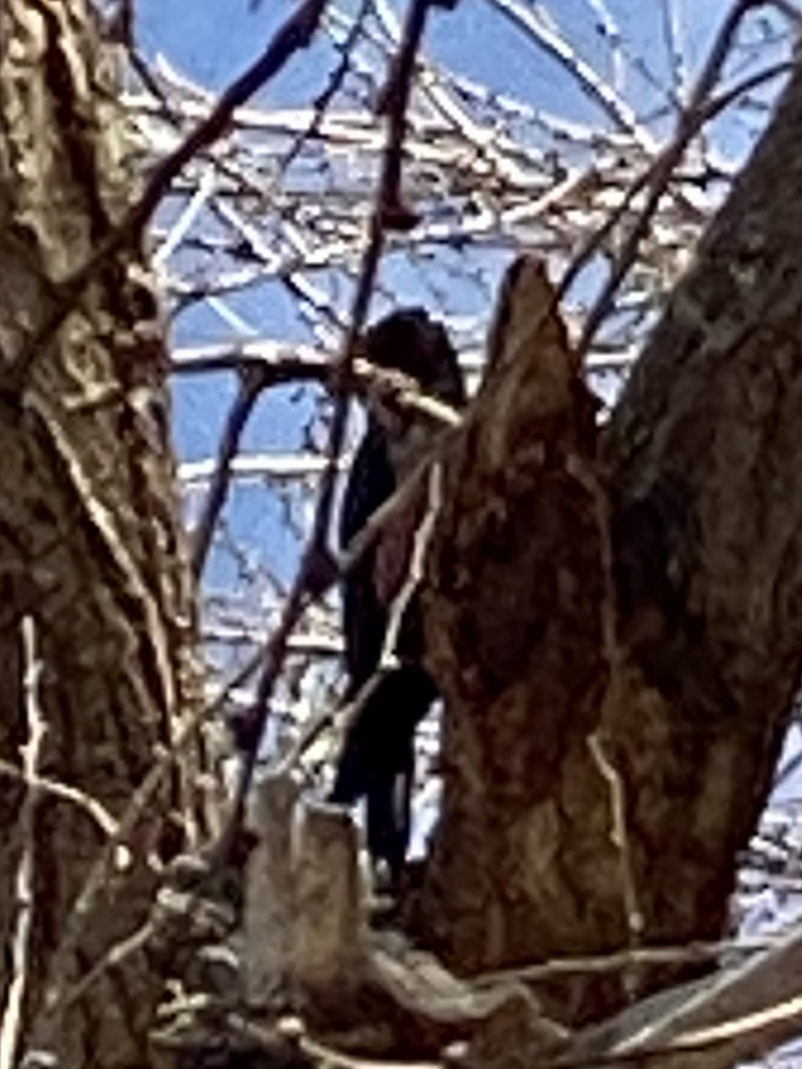 Lewis's Woodpecker - ML647496185