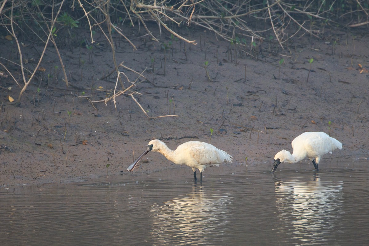 クロツラヘラサギ - ML647496187