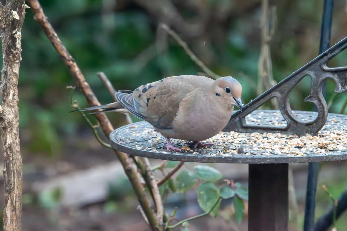 ナゲキバト - ML647496188