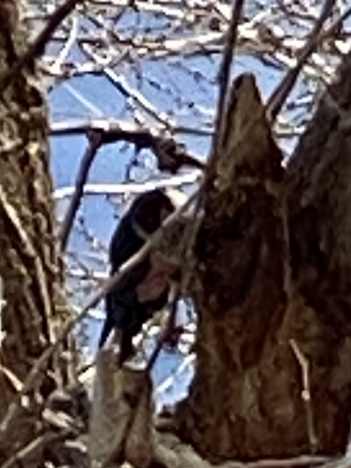 Lewis's Woodpecker - ML647496189