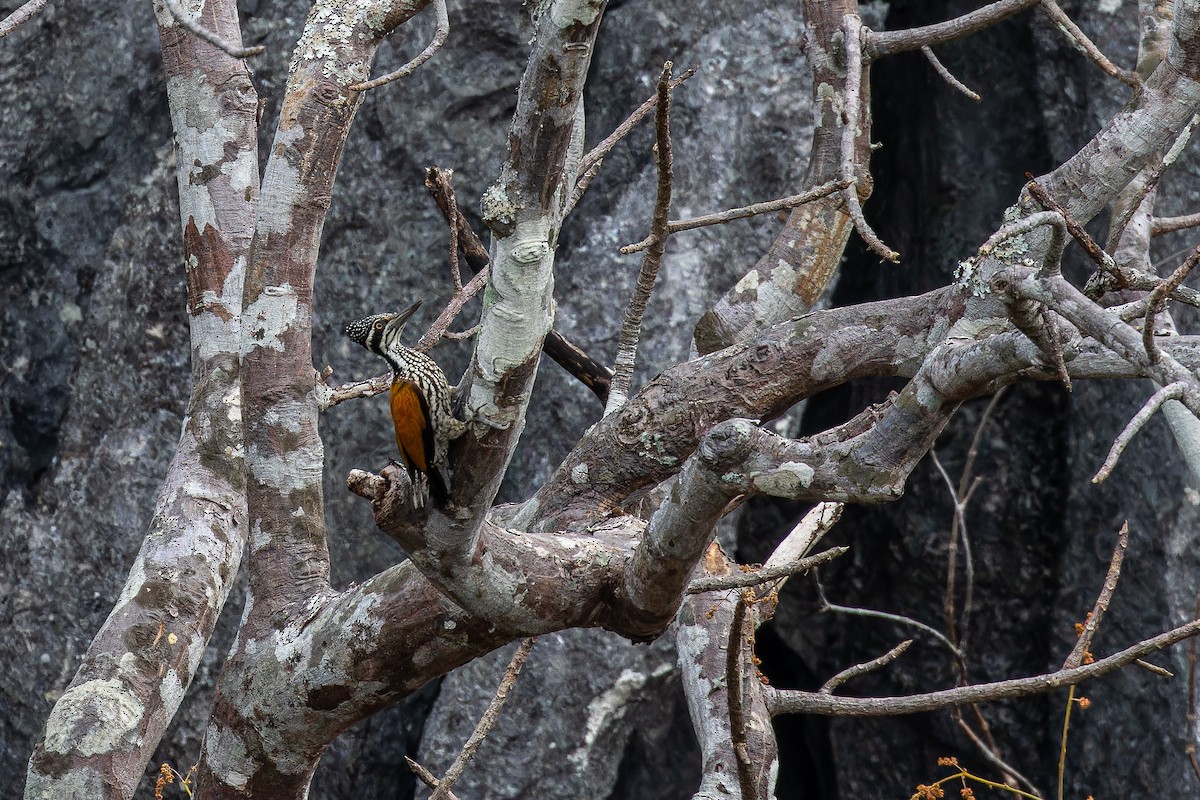 オオコガネゲラ - ML647496190