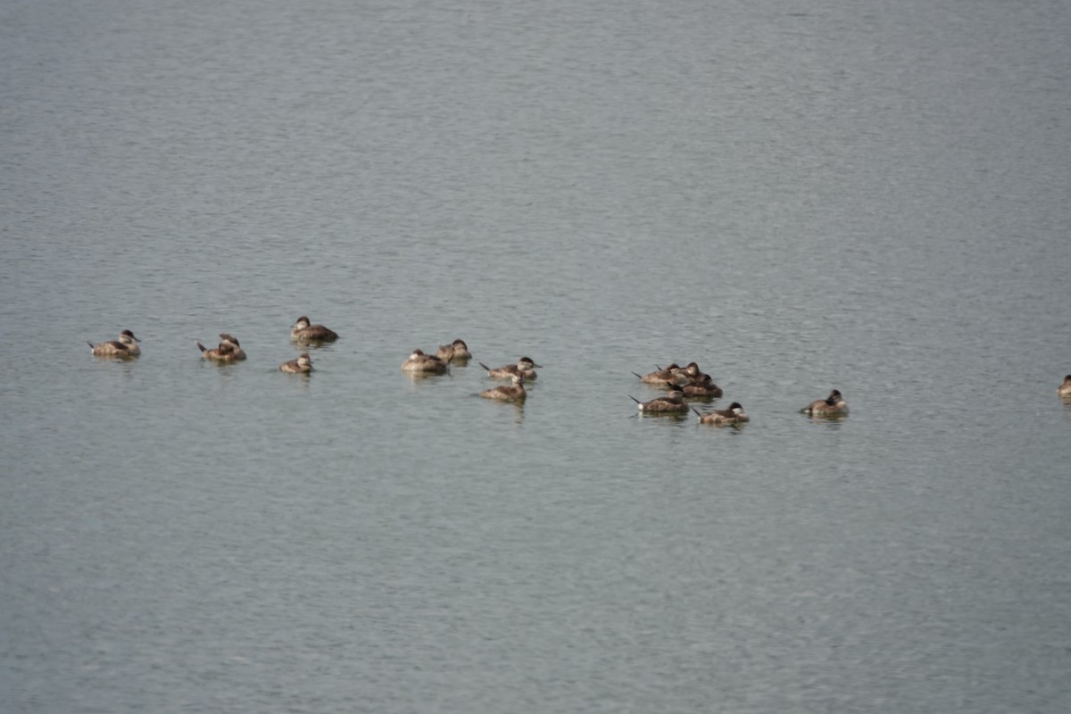 アカオタテガモ - ML647496191