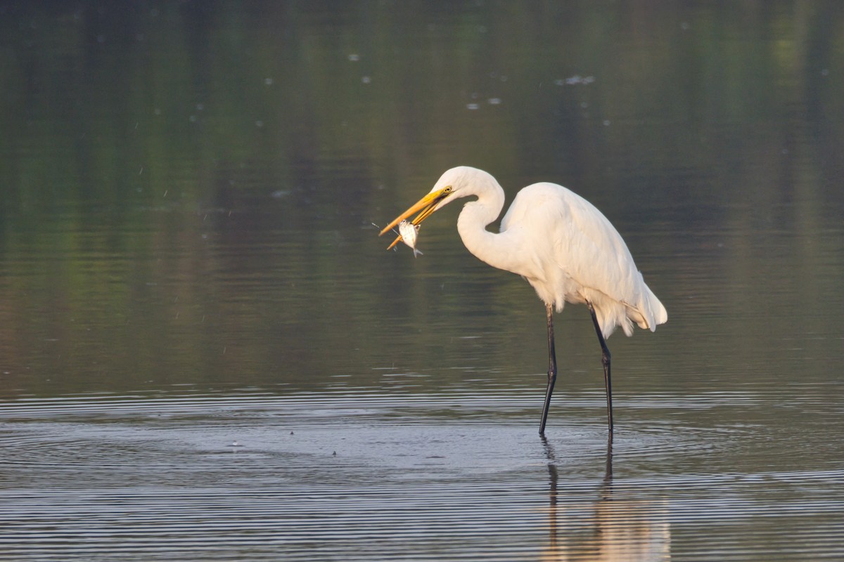 チュウサギ - ML647496192