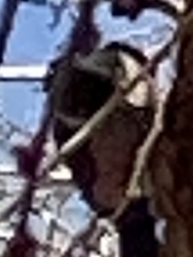 Lewis's Woodpecker - ML647496193