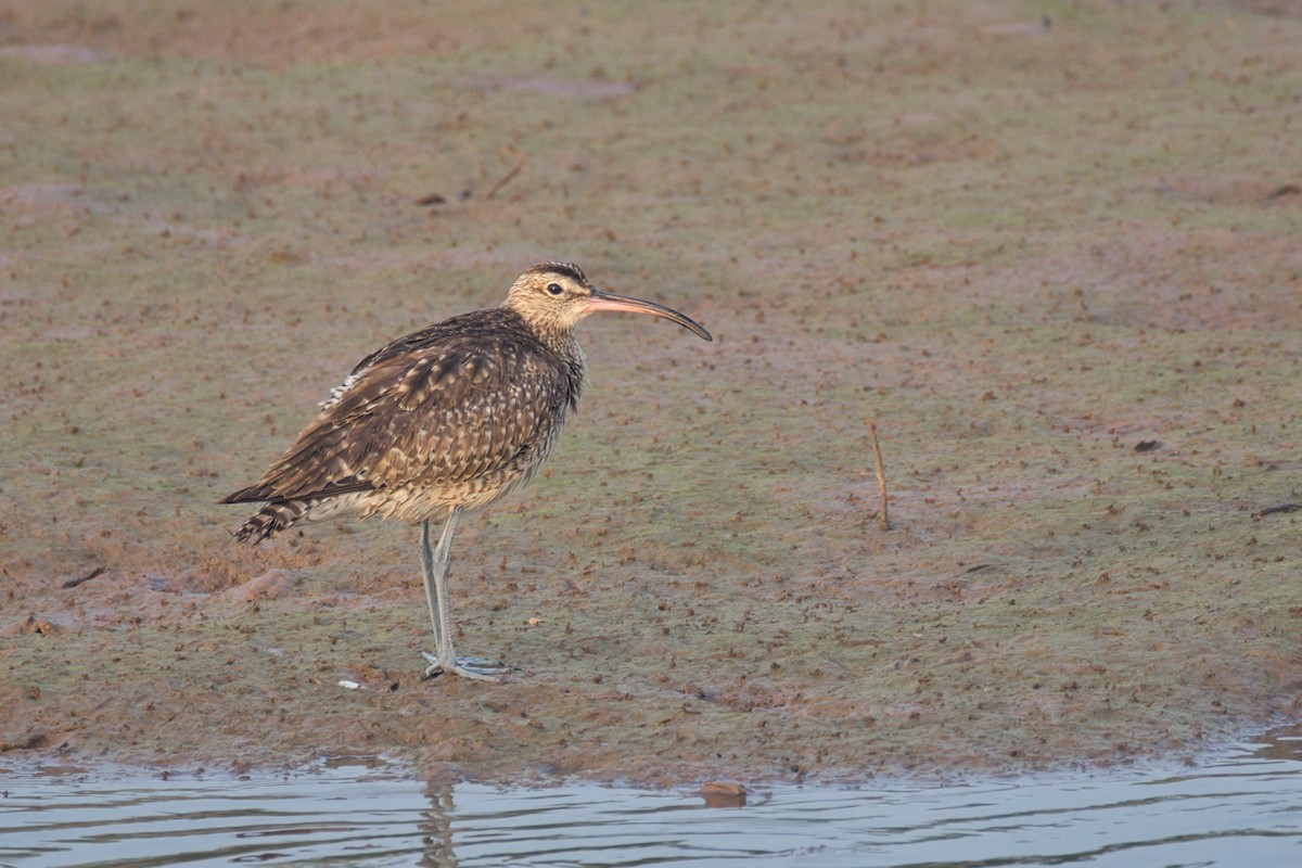 オグロシギ - ML647496195