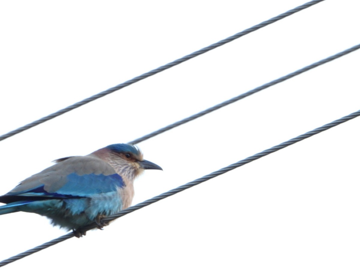 インドブッポウソウ - ML647496196