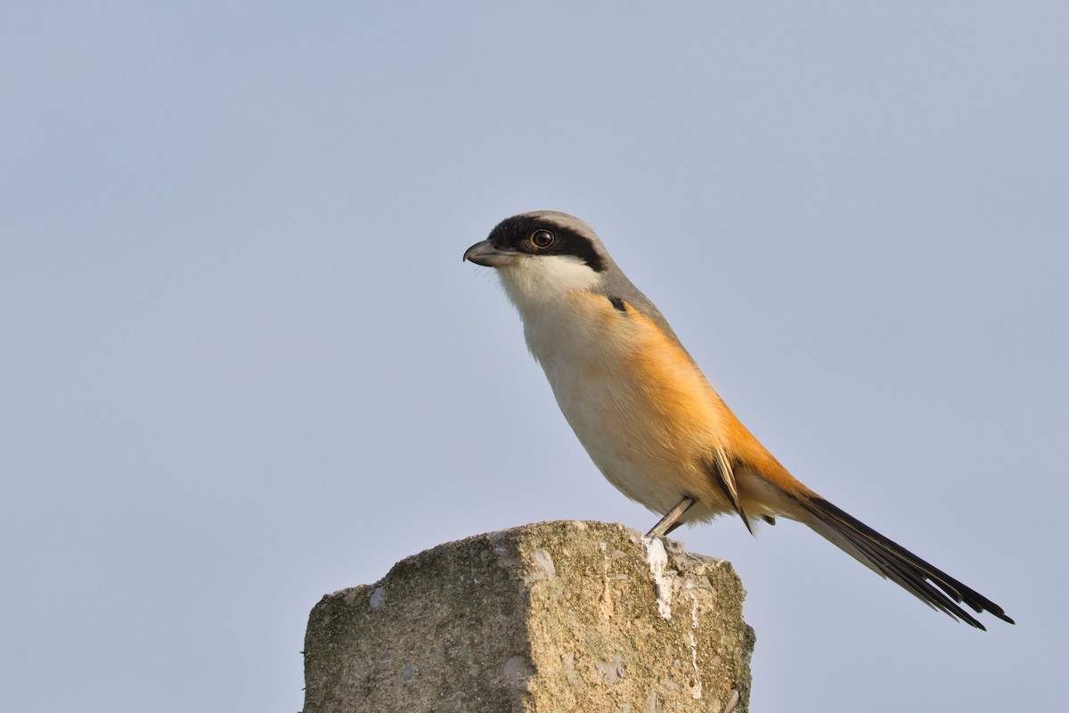 タカサゴモズ - ML647496197