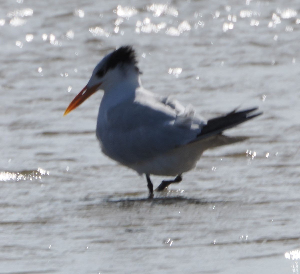 アメリカオオアジサシ - ML647496199